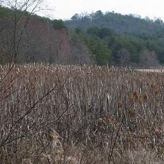 Cat tails