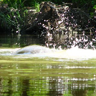 Manatee