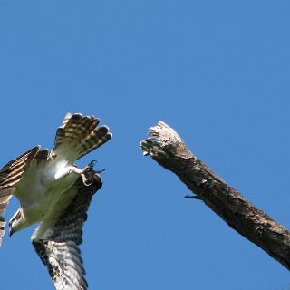 An Osprey take flight just as I take the shot.