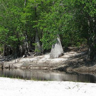 On the Suwannee