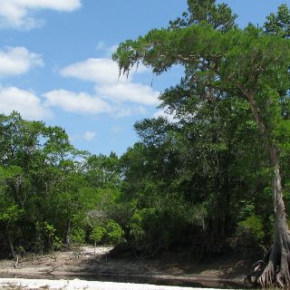 On the Suwannee