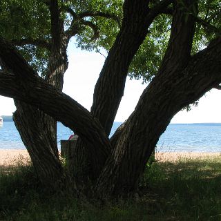 Locust tree at an old age.