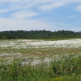 Field of daisies