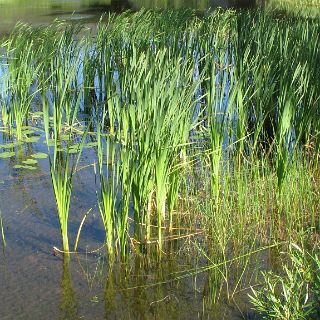 Along a In an Obatanga Provencial park meadow. I must say, Canada takes a lot of pride in it's parks.