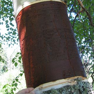 A birch tree that has a section of bark removed.