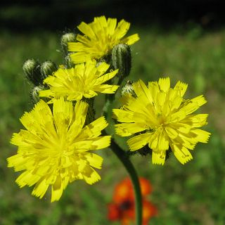 In an Obatanga Provencial park meadow.