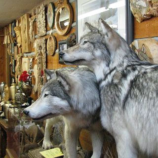 Mounted Wolves. Kinda scary to see how big they really are.