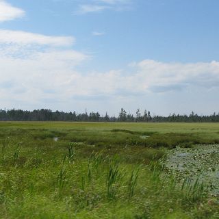 Wild rice everywhere up here. : Alan