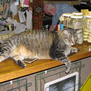 This is Lenard, A 27 lb watch cat at our hotel in Houghton.