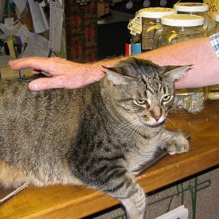 Leanord is part Bobcat but he is very docile. The owner said that Leanord's mother (half Leanords size)  can still keep him in line if he get rowdy.