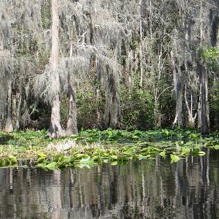 In the Okefenokee : Camping, Okefenokee trip