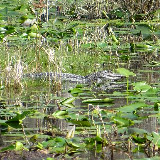 In the Okefenokee : Camping, Okefenokee trip