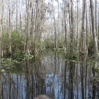 In the Okefenokee : Camping, Okefenokee trip