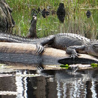 In the Okefenokee : Camping, Okefenokee trip, gator