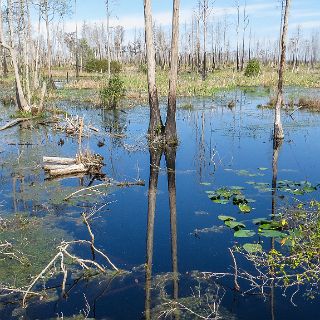 Okefenokee relections : Camping, Okefenokee trip