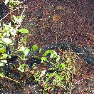 Okefenokee relections . A water moccasin glides through the black water. : Camping, Okefenokee trip