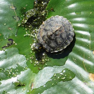 Okefenokee relections : Camping, Okefenokee trip, turtle