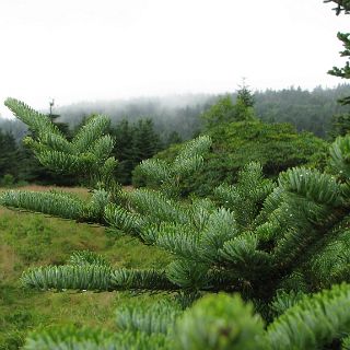 Firs and fog.