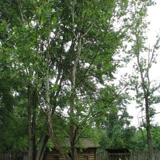 Moon tree. In 1971, Sycamore seeds traveled to the moon on Apollo 14 as part of an experiment. One of those seeds were planted here at Sycamore Shoals and hre is the result.