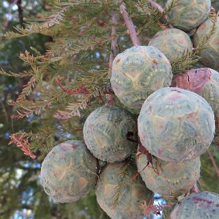 Bald Cypress seed pods