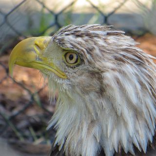 A juvenile Bald Eagle at the visitor center.