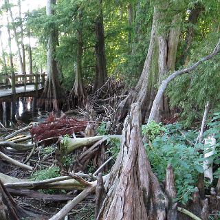 Note how low the water is. Reelfoot is only about an inch above the historical low level.