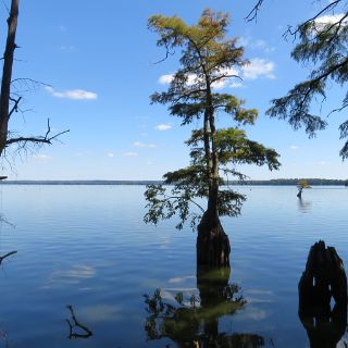 Reelfoot scene