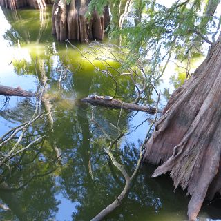 Reelfoot scene