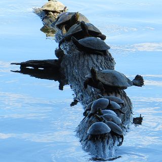 Reelfoot turtles on a log