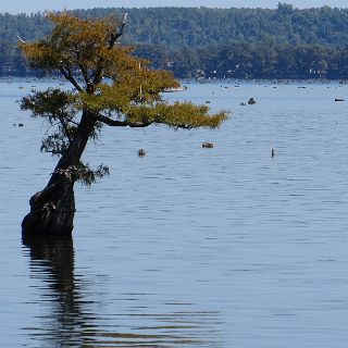 Reelfoot scene