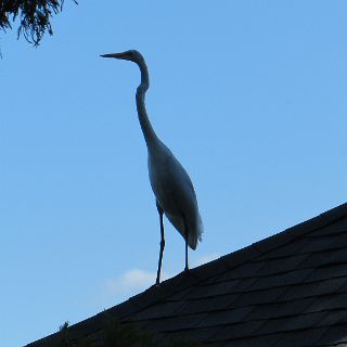 Great Egret