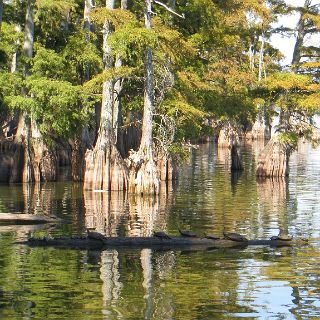 Reelfoot scene