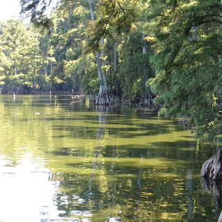 Reelfoot scene