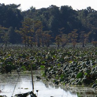 Swamp at Kirby landing - Reelfoot