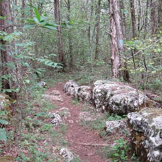 A cedar glade