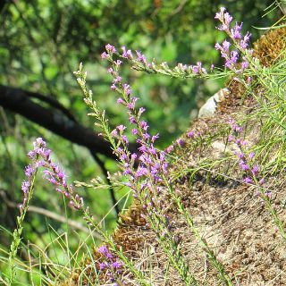 Wild flowers on the cliff side