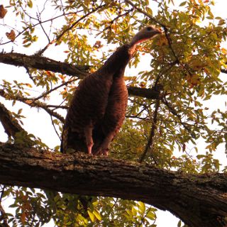 Turkey overhead