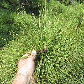 Longleaf pine