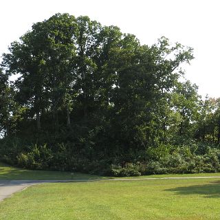 Saul's mound