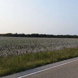 Them ole cotton fields were everywhere