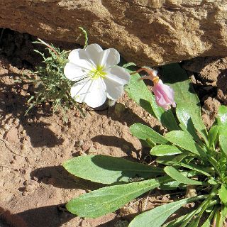 Desert Flower