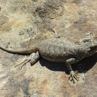 A Shivers point lizard tries to warm up.