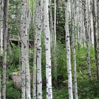 Birch trees line the road to Independence Pass.