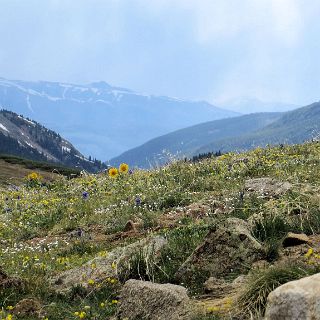 Independence Pass . Alpine wild flowers in bloom.