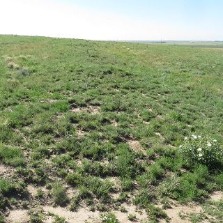 Wagon ruts on the Santa Fe trail