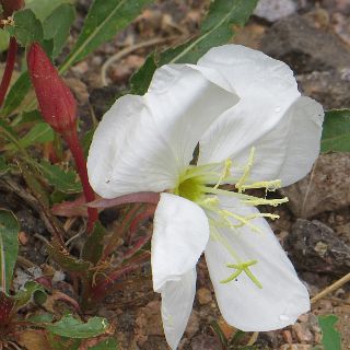 The Columbine - State Flower