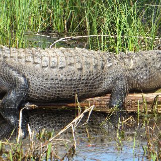 Pocket book material : Camping, Okefenokee trip, gator