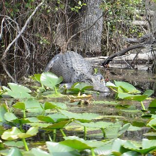 In the Okefenokee : Camping, Okefenokee trip