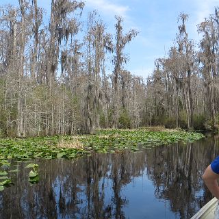 In the Okefenokee : Camping, Okefenokee trip