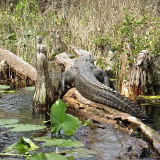 In the Okefenokee : Camping, Okefenokee trip